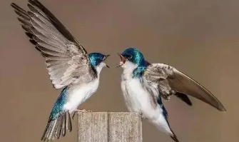 保护鸟类的手抄报（保护鸟类的手抄报简单又好看）