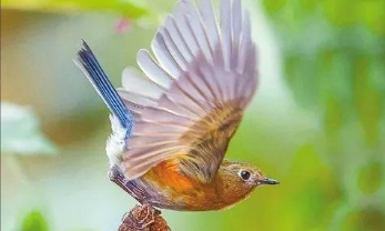 鸟的宣传语保护鸟类的宣传语（鸟类的保护鸟类的广告语）