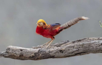 写一句保护鸟类的宣传语（写一句保护鸟类的宣传语怎么写）