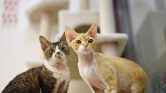 德文卷毛猫性格怎么样（德文卷毛猫性格好吗）