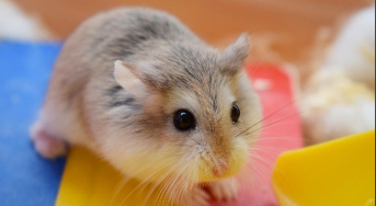 仓鼠会认主人吗（仓鼠会认主人吗仓鼠饲养八大禁忌）