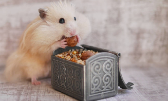 仓鼠吃米饭吗（仓鼠吃生米还是熟米）