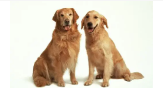 拉布拉多和金毛有什么区别（拉布拉多跟金毛有什么区别,哪个更好）