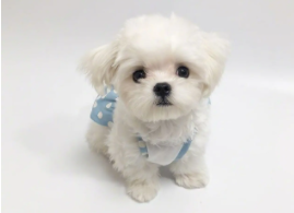 马尔济斯犬价格多少钱一只（马尔济斯犬价格多少钱一只成都）