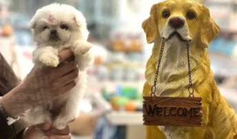 马尔济斯犬价格 价位（马尔济斯犬品相）