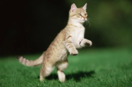 小猫咪的故事简短（小猫咪的故事大全）