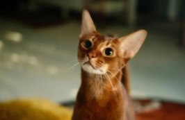 阿比西尼亚猫大概多少钱一只（阿比西尼亚猫大概多少钱一只幼崽）