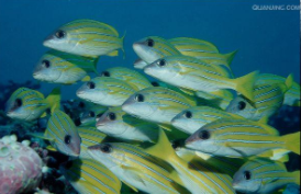 怎样养海水观赏鱼（海水观赏鱼养殖技术介绍）