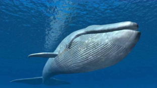 鲸鱼属于鱼类吗（鲸鱼属于鱼类吗为什么,三点）