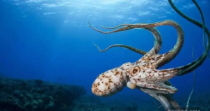 章鱼属于鱼类吗（章鱼属于鱼类吗理由是什么）