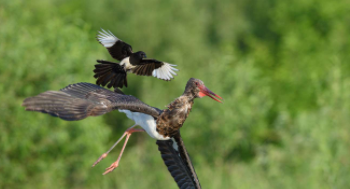 保护鸟类的宣传语有什么（保护鸟类的宣传传语）