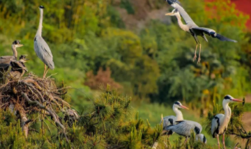 保护鸟类的宣传语10个字（保护鸟类的宣传语10个字以内）