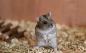 仓鼠一般养多久认主人（仓鼠一般养多久认主人有细菌吗）