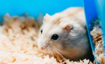 仓鼠鼠粮没了暂时吃啥（仓鼠怎样才算认可主人）