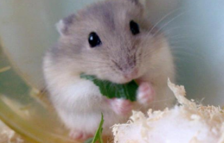 仓鼠相当于几岁智商（颜值最高的4只仓鼠）