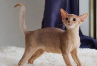 阿比西尼亚猫为什么禁养（阿比西尼亚猫容易出现的问题）