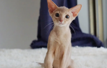阿比西尼亚猫图片（阿比西尼亚猫长什么样）