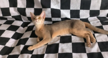阿比西尼亚猫聪明到什么程度（阿比西尼亚猫聪明到什么程度可以养）