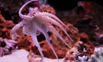 章鱼甲鱼海马鲸鲨鱼属于鱼类吗（章鱼和海马哪个是鱼类?）