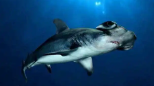 鲨鱼属于鱼类吗为什么鱿鱼（鲨鱼是海鲜吗）