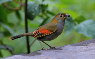 鸟类名称大全500种（500种鸟大全名字）