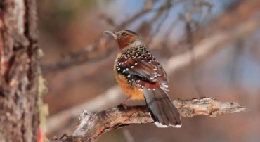 50种常见鸟类名称（农村常见的鸟50种分别是什么）