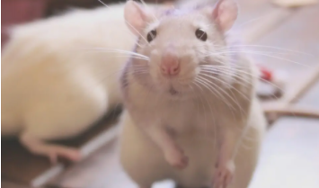 养仓鼠招财还是破财（仓鼠相当于几岁智商）