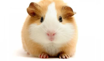 仓鼠吃什么东西好（仓鼠吃什么东西为主食）