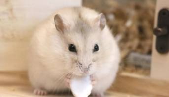 仓鼠要喝水吗（仓鼠要喝水吗?怎么喝）