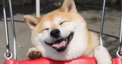 柴犬价格多少钱一只幼犬（柴犬价格多少钱一只幼犬宠物店）