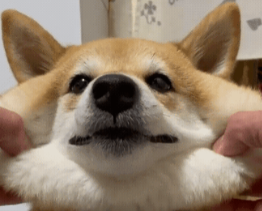 柴犬价格一般在多少（柴犬价格柴犬多少钱一只）