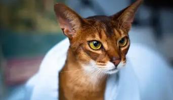 阿比西尼亚猫是埃及猫吗（阿比西尼亚猫是埃及猫吗）