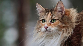 挪威森林猫图片（挪威森林猫多少钱一只）