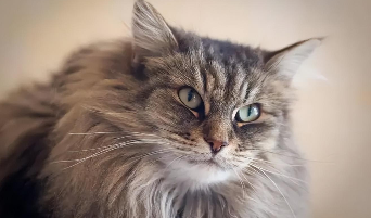 挪威森林猫价格（挪威森林猫的价格）