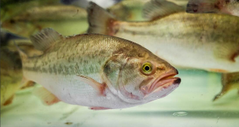 海洋鱼类大全（海洋鱼类大全名称图片）