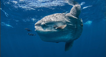 海洋鱼类图片大全名称（海洋鱼类图片大全名称大型）