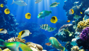 海洋鱼类种类（海洋鱼类有什么种类）