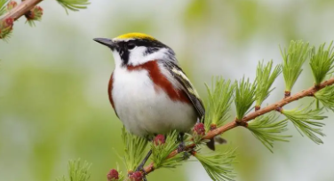 保护鸟类的宣传标语（保护鸟类的宣传标语怎么写）