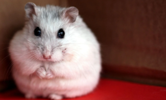 小仓鼠该怎么喂水（小仓鼠怎么喂水）