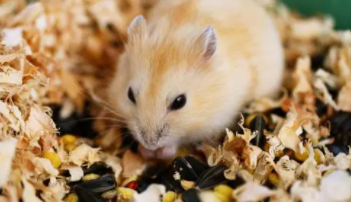 和仓鼠共处一室会得病吗（仓鼠木屑多久换一次）