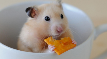 仓鼠饲养方法详细（仓鼠饲养方法详细介绍）