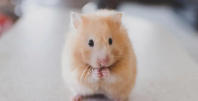 仓鼠要经常放出来玩吗（仓鼠听懂主人叫它吗）