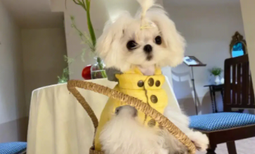 马尔济斯犬的优缺点（马尔济斯犬的优缺点掉毛吗）