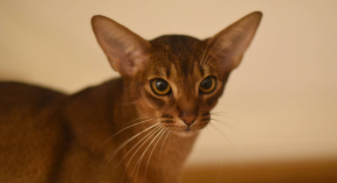 阿比西尼亚猫寿命多长（阿比西尼亚猫有多大）