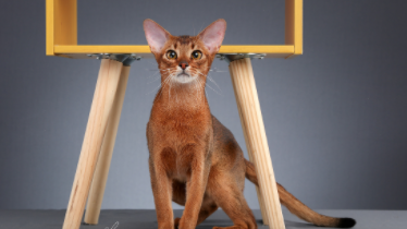 阿比西尼亚猫寿命短（阿比西尼亚猫的寿命）