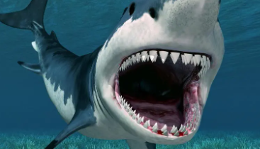 鲨鱼属于鱼类吗为什么是鱼类种类（鲨鱼属于鱼类吗?为什么?）