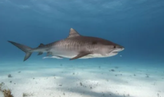 鲨鱼属于鱼类吗吗（鲨鱼属于鱼类还是兽类）