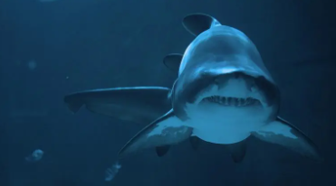 鲨鱼属于鱼类吗用什么呼吸（鲨鱼是鱼类吗）