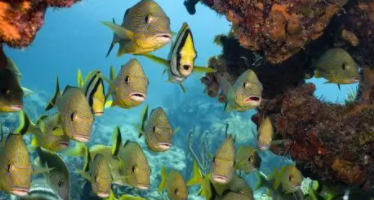 海洋鱼类种类（海洋鱼类种类多少）