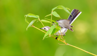 古代鸟类名称（古代鸟类别称）